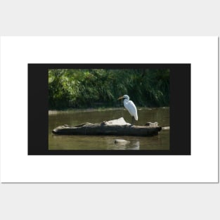 Great White Egret Posters and Art